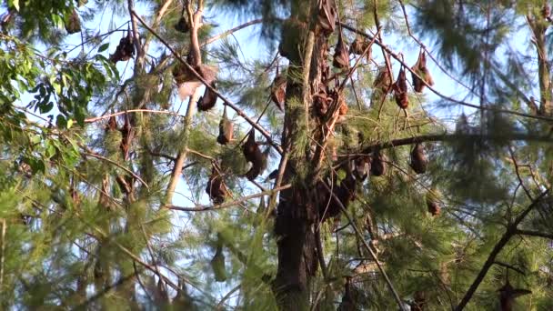 オーストラリアのクイーンズランド州カーナルバン国立公園の木から吊るされた巨大なフルーツコウモリ — ストック動画