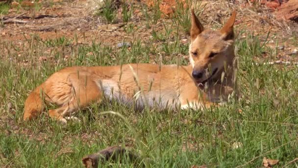 Cão Selvagem Dingo Jaz Grama Austrália — Vídeo de Stock