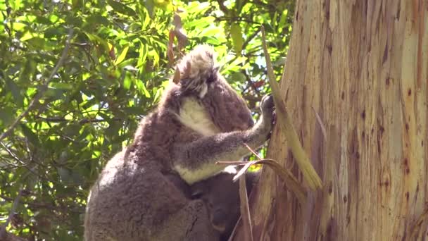 Avustralya Bir Okaliptüs Ağacında Yanında Bebek Bir Koala Oturuyor — Stok video