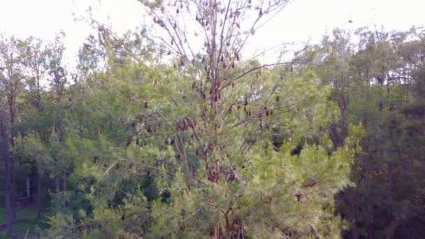 Rising Aerial Thousands Fruit Bats Hanging Trees Carnarvon National Park — Stock Video