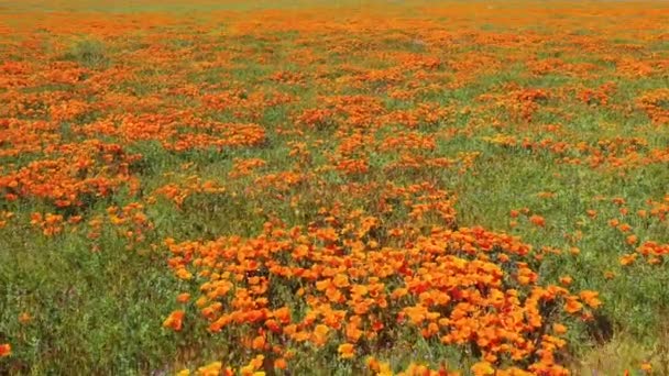 Flygfoto Kalifornien Vallmo Blommor Och Fält Full Blom Våren Och — Stockvideo