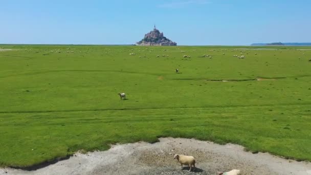 在法国诺曼底的圣米歇尔山修道院 美丽的日间空中飞越了羊场和农场草场 — 图库视频影像