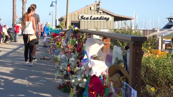 2019 Emberek Tiszteletüket Fejezik Santa Barbara Kikötőben Koncepció Szerint Merülő — Stock videók
