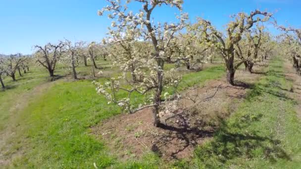 Aerial Flight Blooming Apple Trees Reveals Hood Oregon Distance — Stock Video