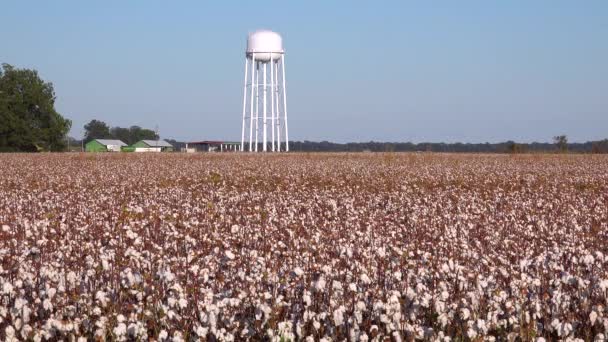 View Large Field Cotton Unmarked Water Tank Small Town Distant — Stock Video