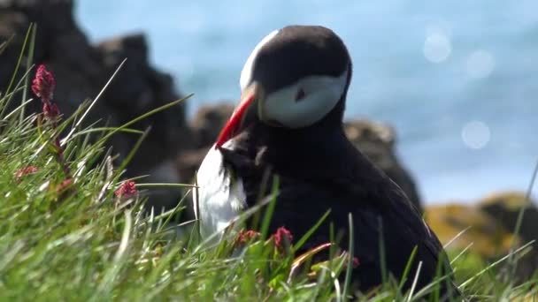 Pěkný Detailní Záběr Roztomilé Puffin Pózování Pobřeží Islandu Latrabjarg — Stock video