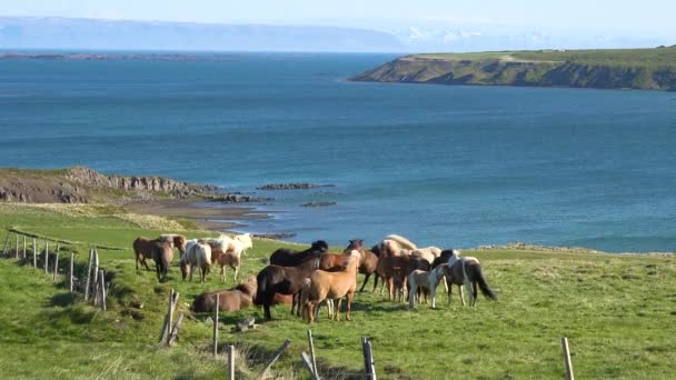 アイスランドの西フィヨルド地域の緑のフィールドに立つ恐ろしいアイスランドのポニーの馬 — ストック動画