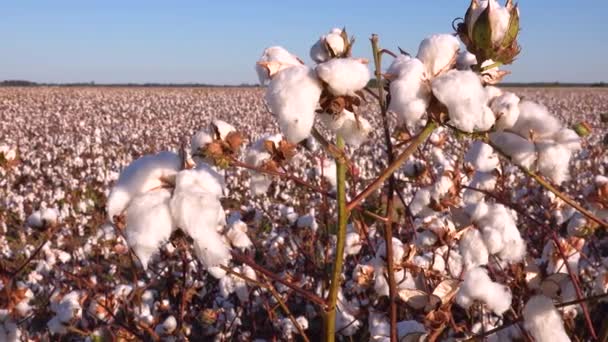 Pomalá Pánev Bavlny Rostoucí Poli Oblasti Delty Řeky Mississippi — Stock video
