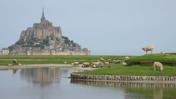 Campos Ovejas Pasto Granja Con Monasterio Mont Saint Michel Normandía — Vídeos de Stock