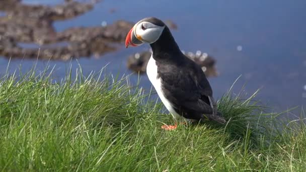 Mooie Close Van Een Schattige Papegaaiduiker Poserend Aan Kust Van — Stockvideo