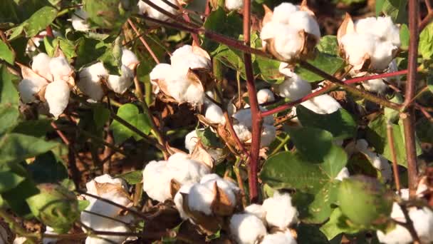 ミシシッピ川デルタ地域の畑で成長している綿にゆっくりとズーム — ストック動画