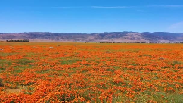 Antenne Von Kalifornischen Mohnblumen Und Feldern Voller Blüte Frühling Und — Stockvideo