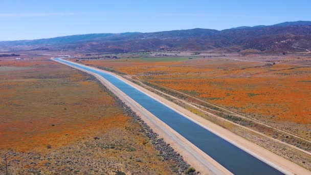 野生の花やケシの花のフィールドに囲まれたカリフォルニアの水路の空中 モハベ砂漠 — ストック動画
