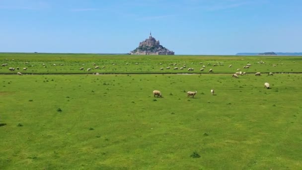 Beautiful Daytime Aerial Fields Sheep Farm Grass Mont Saint Michel — Stock Video
