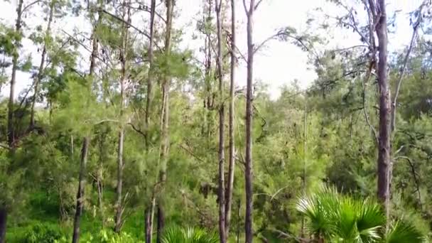 Aumento Aéreo Miles Murciélagos Frutas Colgados Árboles Parque Nacional Carnarvon — Vídeos de Stock