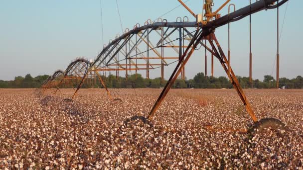 Mooi Uitzicht Het Irrigatiesysteem Voor Landbouwwater Landbouwkatoen Een Veld Mississippi — Stockvideo