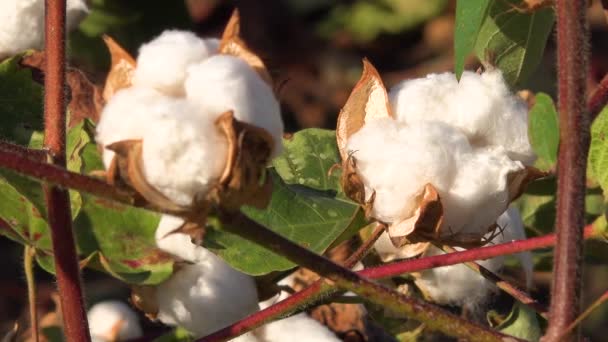 Extreme Close Cotton Growing Field Mississippi River Delta Region — Stock Video