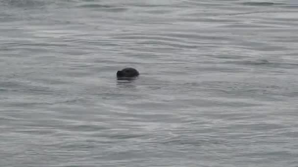 Zoom Back Seal Playing Amidst Icebergs Melting Glacier Lagoon Jokulsarlon — Αρχείο Βίντεο