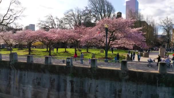 Stigande Antenn Förbi Körsbärsträd Avslöjar Portland Oregon Kronhjort Tecken Och — Stockvideo