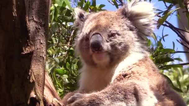 Ein Niedlicher Koalabär Sitzt Australien Einem Eukalyptusbaum — Stockvideo