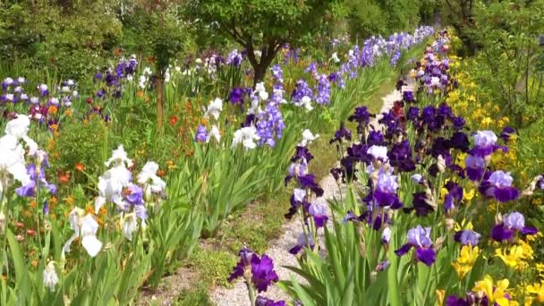 Virágok Nőnek Kertben Claude Monet Giverny Franciaország — Stock videók