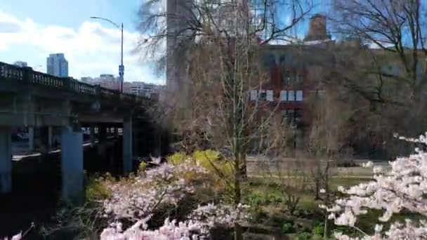 Aumento Aéreo Pasado Cerezos Revela Portland Oregon Ciervo Ciervo Signo — Vídeo de stock