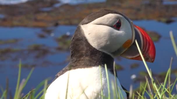 Bonito Primer Plano Lindo Frailecillo Posando Costa Islandia Cerca Latrabjarg — Vídeo de stock