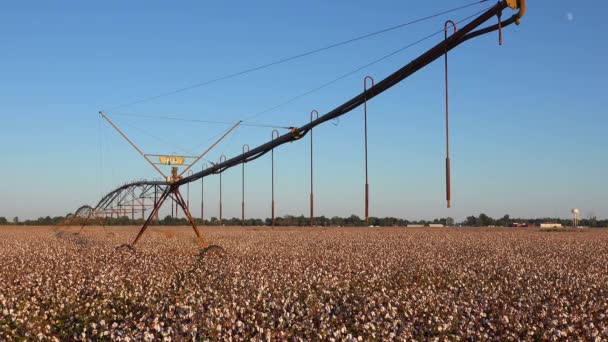 Schöne Ansicht Des Landwirtschaftlichen Bewässerungssystems Landwirtschaftlicher Baumwolle Die Auf Einem — Stockvideo