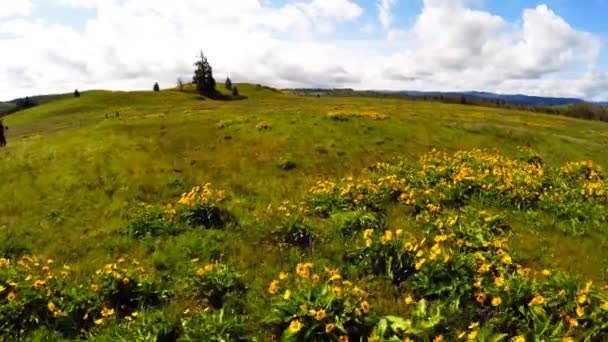 Αεροφωτογραφία Λουλούδια Και Χωράφια Στην Πλαγιά Του Βουνού — Αρχείο Βίντεο