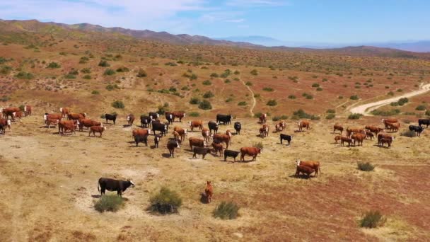 Bonita Antena Sobre Ganado Las Vacas Pastando Región Llanura Del — Vídeos de Stock