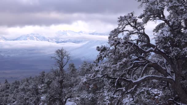 シエラ ネバダ山脈の雪に覆われた木々や風景の時間の経過ショットシエラネバダ山脈の近く カリフォルニア州ホイットニー — ストック動画
