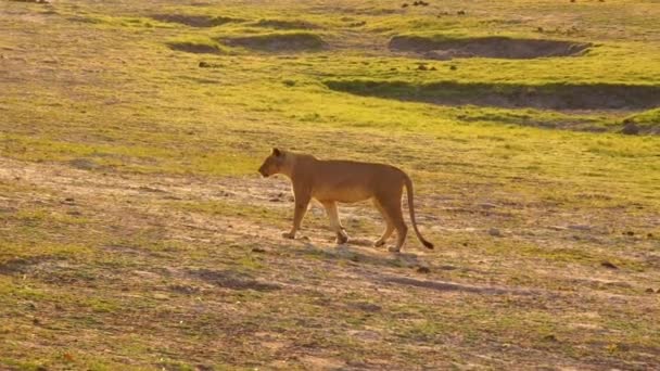 野生の動物 雌ライオンの昼間の映像 — ストック動画