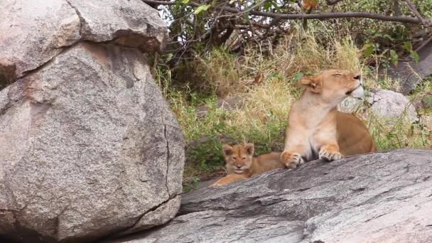 Tiere Freier Natur Tagsüber Aufnahmen Von Löwen — Stockvideo