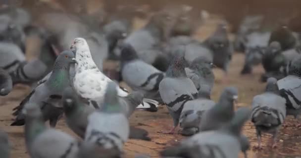 Tausende Tauben Drängen Sich Auf Dem Gelände Eines Buddhistischen Tempels — Stockvideo