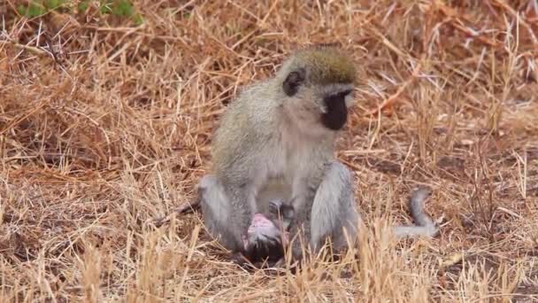 Animale Natura Selvaggia Filmati Diurni Scimmie — Video Stock