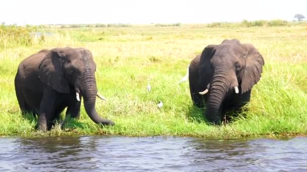 Namibia Circa 2018 Elefantes Beben Cámara Lenta Desde Río Kwando — Vídeos de Stock