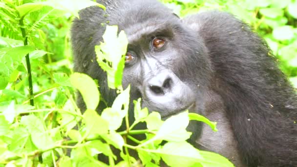 Uganda Circa 2018 Gorilla Montagna Mangiano Vegetazione Rallentatore Nella Foresta — Video Stock