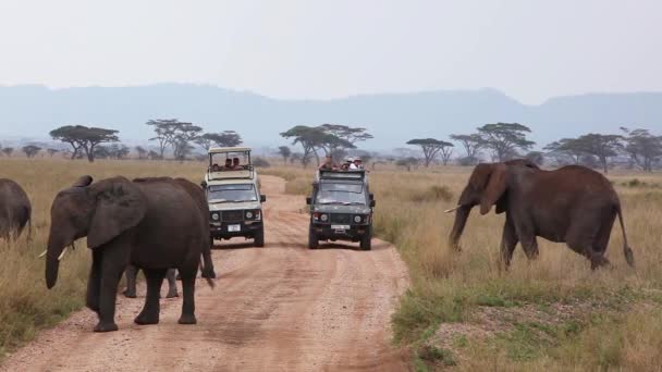 Állatok Vad Természetben Nappali Felvételek Elefántokról — Stock videók