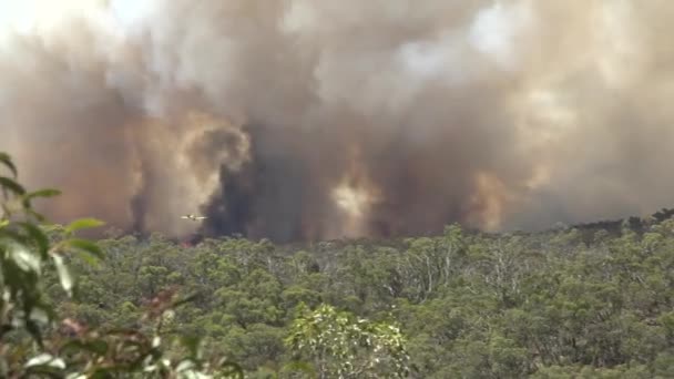 Время Мощных Лесных Пожаров Австралии Сбрасывается Противопожарная Авиация — стоковое видео
