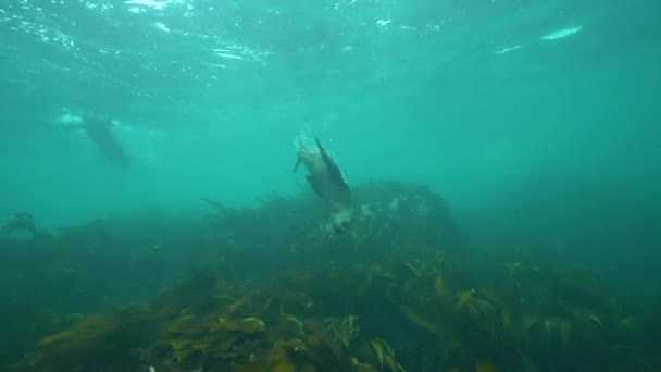 Gündüz Vakti Denizde Yüzen Foklar — Stok video