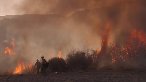 2017 消防士は炎がカリフォルニア州で制御不能に燃えるように見える — ストック動画