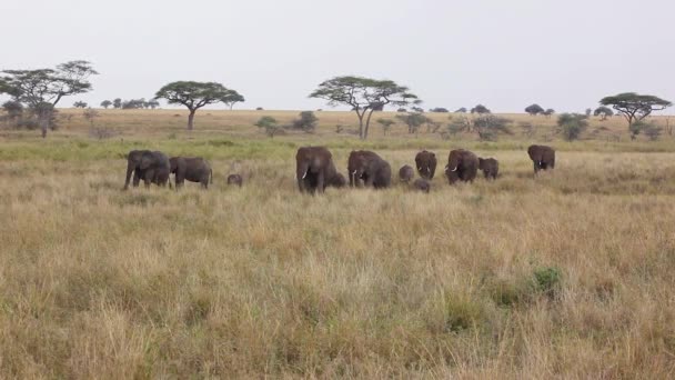 Animals Wild Nature Daytime Footage Elephants — Stock Video