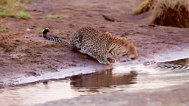 Animal Natureza Selvagem Filmagem Diurna Água Potável Leopardo — Vídeo de Stock