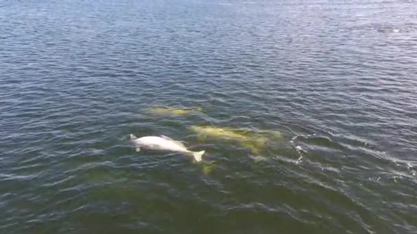 Een Antenne Boven Beluga Walvissen Het Wild — Stockvideo