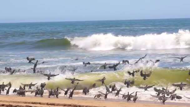 Animals Wild Nature Daytime Footage Wild Birds Flying Sea — Stock Video