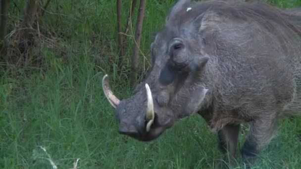 森の中で草を食べているのはウォータッグ — ストック動画