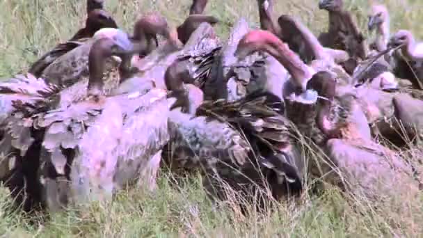 Akbaba Sürüsü Bir Leşle Ziyafet Çektikten Sonra Dinleniyor — Stok video