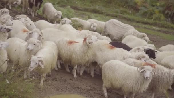 Vahşi Doğadaki Hayvanlar Koyunların Gündüz Görüntüleri — Stok video