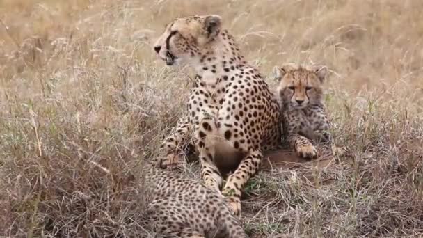 Tiere Freier Natur Tagsüber Aufnahmen Von Leoparden — Stockvideo