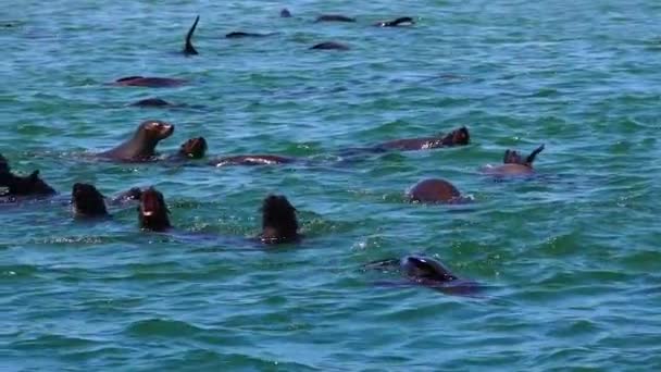 Seals Swimming Sea Daytime — Stock Video